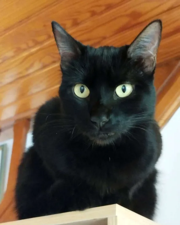 Photo de Chaton