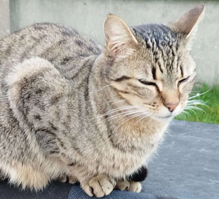 Photo de Milky