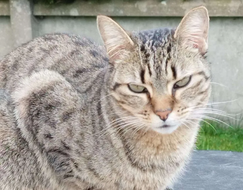 Photo de Milky