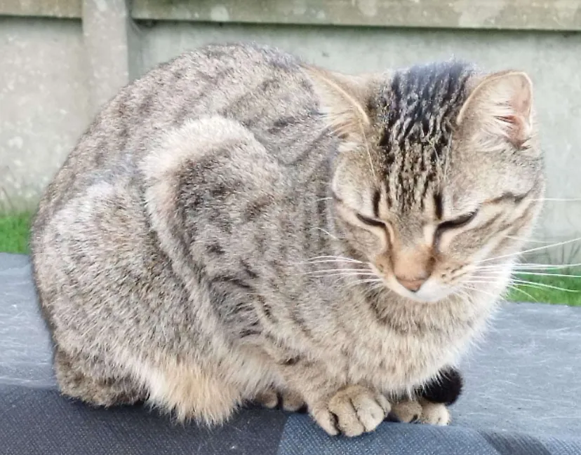Photo de Milky