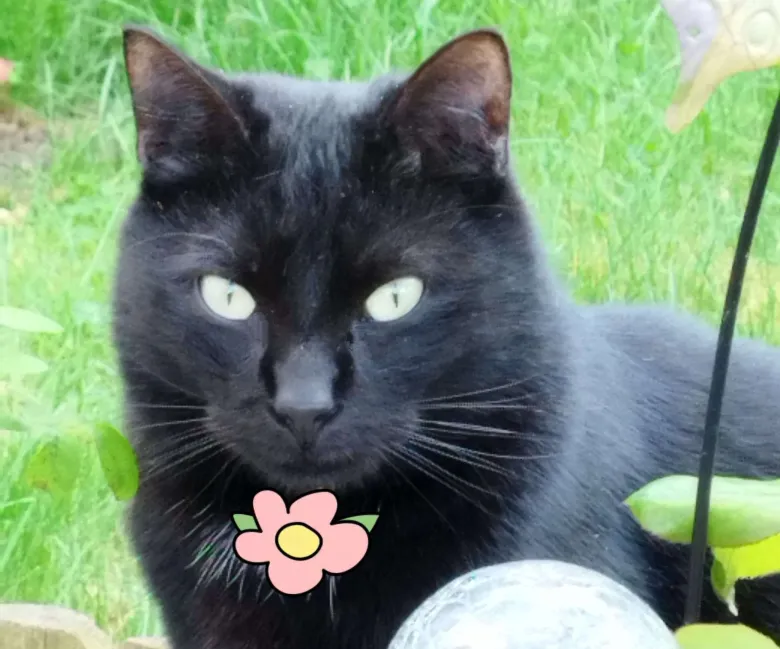 Photo de Onyx