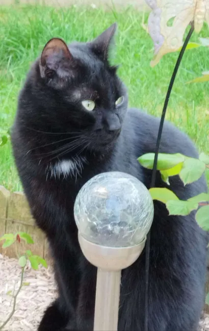 Photo de Onyx