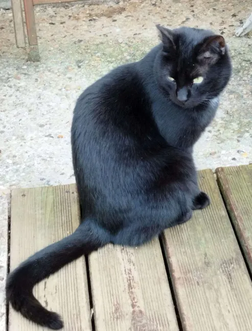 Photo de Onyx