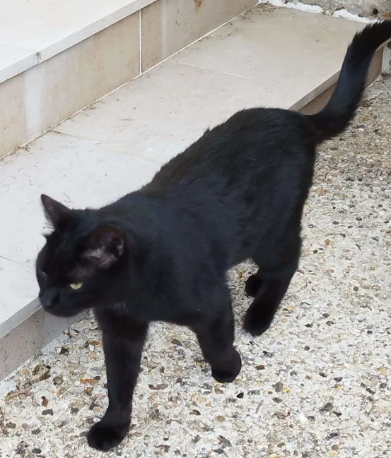 Photo de Onyx