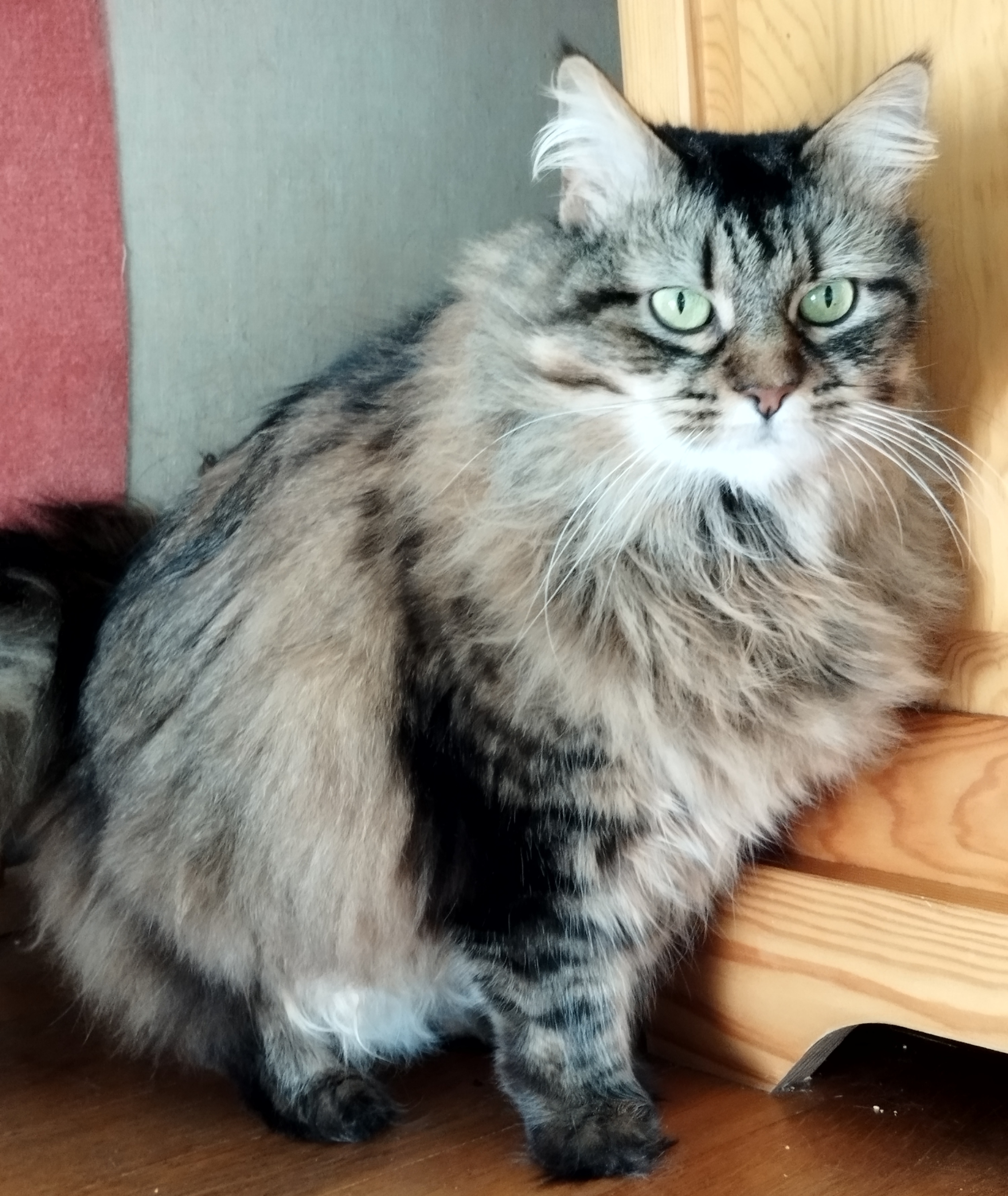 Photo de Choupette