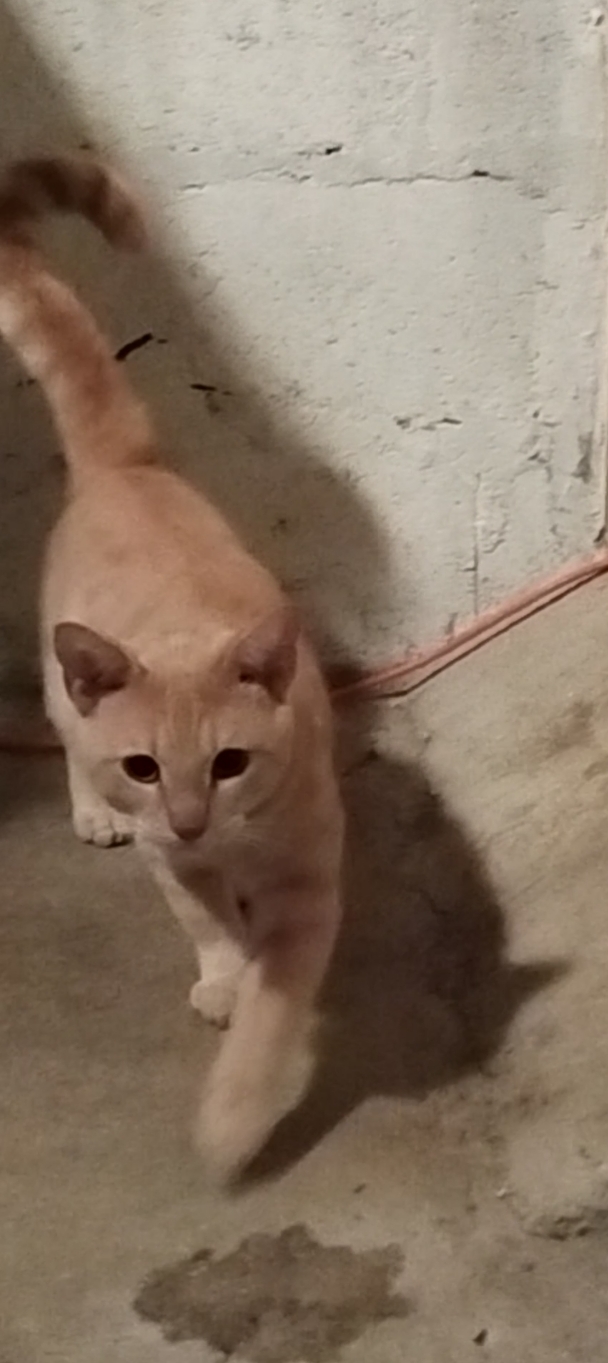 Photo de Lemon