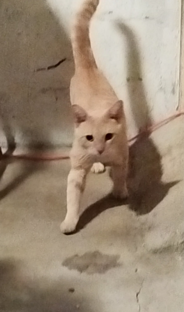 Photo de Lemon