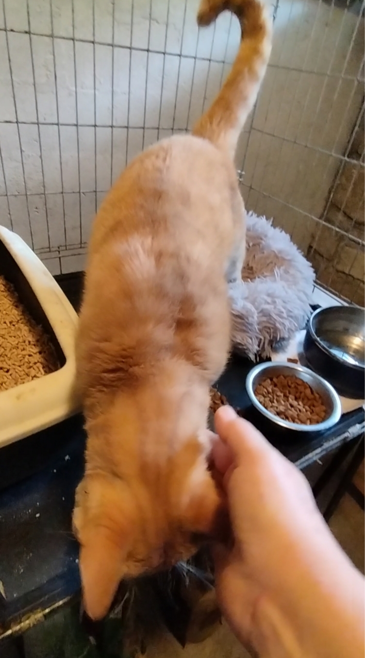 Photo de Lemon