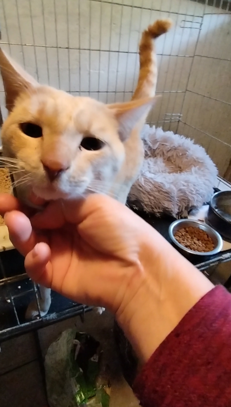 Photo de Lemon