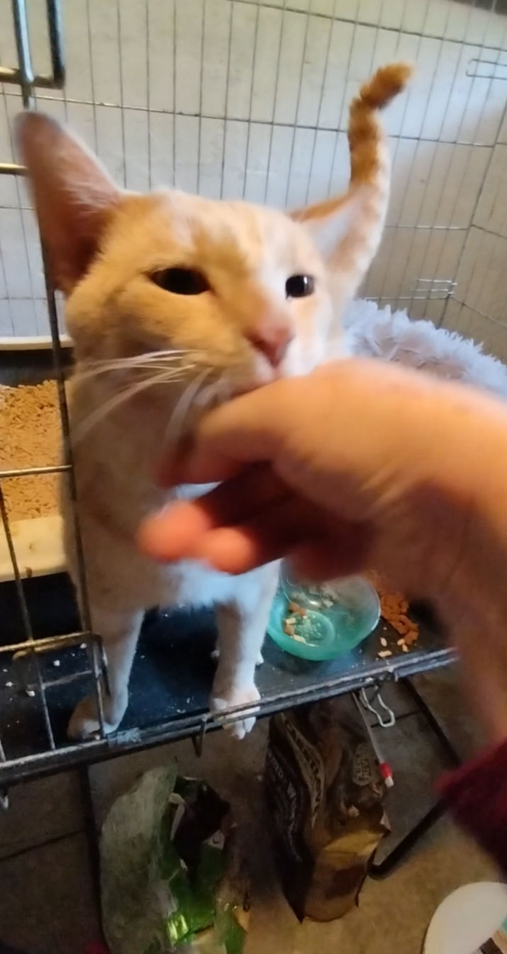 Photo de Lemon